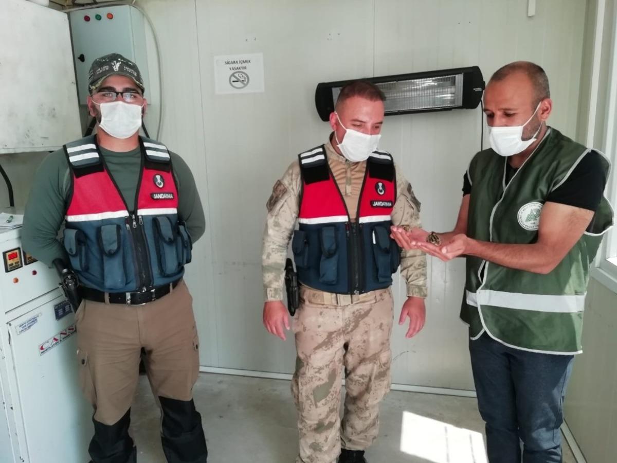 Yavru keklikler emin ellerde