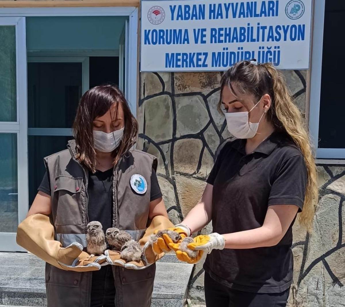 Yavru Kukumavlar ile Karga tedavi altına alındı