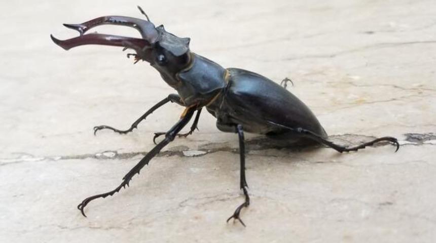 Adana'da nesli tükenmekte olan geyik böceği görüldü