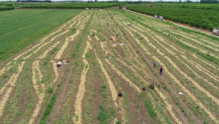 Geçen yıl 6 liraya satılan soğan 50 kuruşa kadar düştü G1