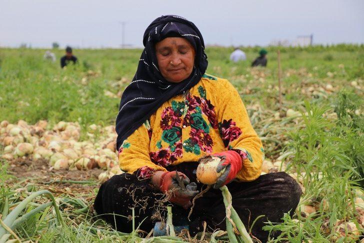 Geçen yıl 6 liraya satılan soğan 50 kuruşa kadar düştü G2
