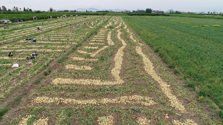 Geçen yıl 6 liraya satılan soğan 50 kuruşa kadar düştü G4