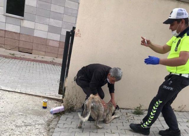 Hasta olan köpeği yakalayıp iğnesini yapan trafik polisi büyük takdir topladı