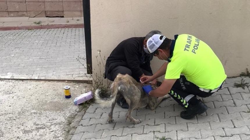 Hasta olan k&ouml;peği yakalayıp iğnesini yapan trafik polisi b&uuml;y&uuml;k takdir topladı