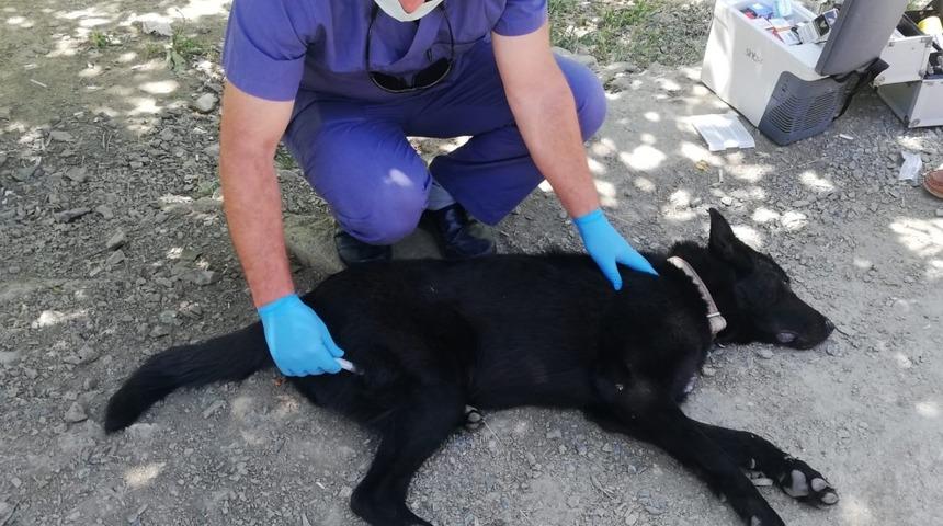 Darp edilen k&ouml;pek tedavi altına alındı