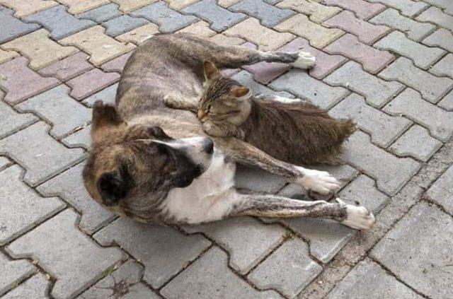 Kedi ile köpeğin dostluğu