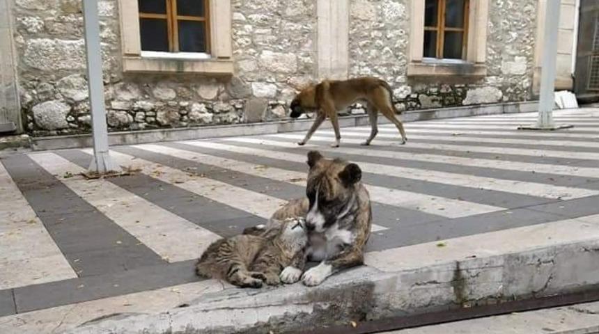 Kedi ile k&ouml;peğin dostluğu