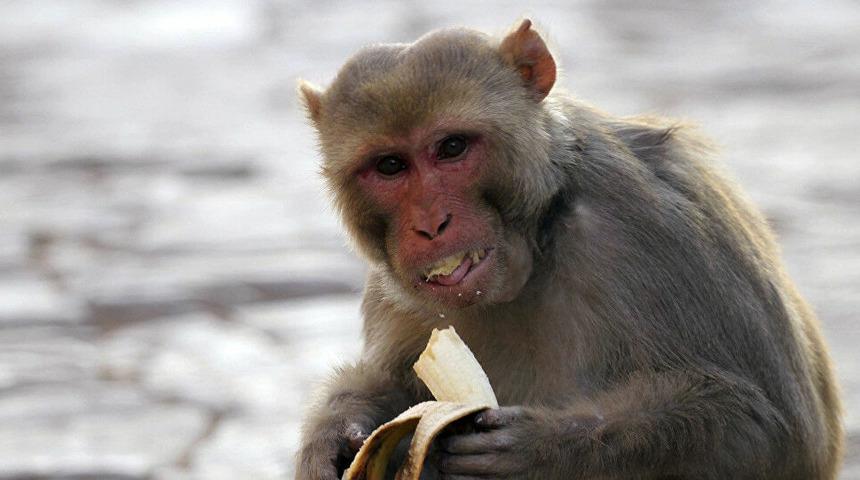 Alkolik maymun 1 kişiyi &ouml;ld&uuml;r&uuml;p 250 kişiyi yaraladı, m&uuml;ebbet yedi!