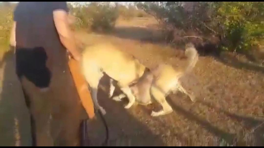 K&ouml;pekleri acımasızca d&ouml;v&uuml;şt&uuml;r&uuml;p kameraya kaydettiler!