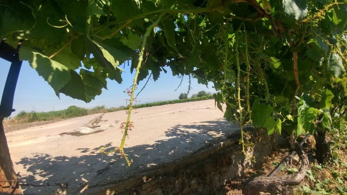 Manisa&rsquo;da sam r&uuml;zgarı bağları vurdu