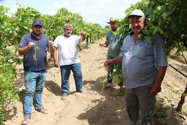 Manisa’da sam rüzgarı bağları vurdu G2