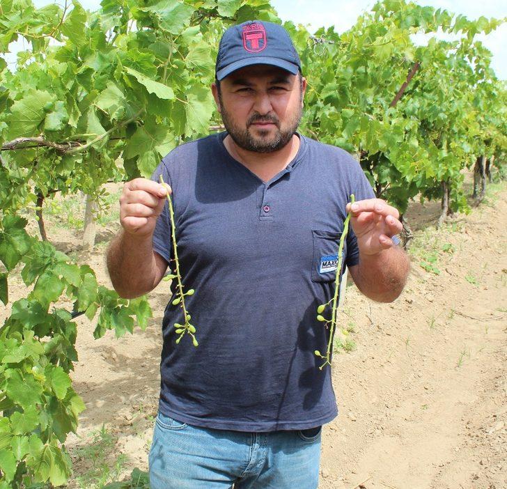 Manisa’da sam rüzgarı bağları vurdu G3