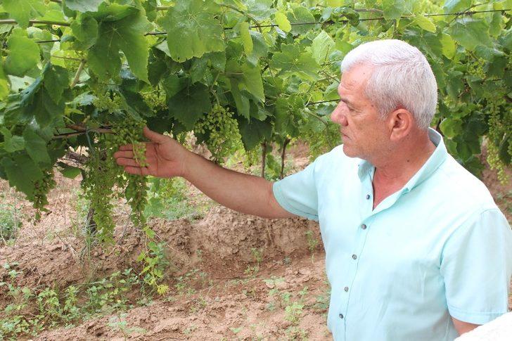 Manisa’da sam rüzgarı bağları vurdu G4