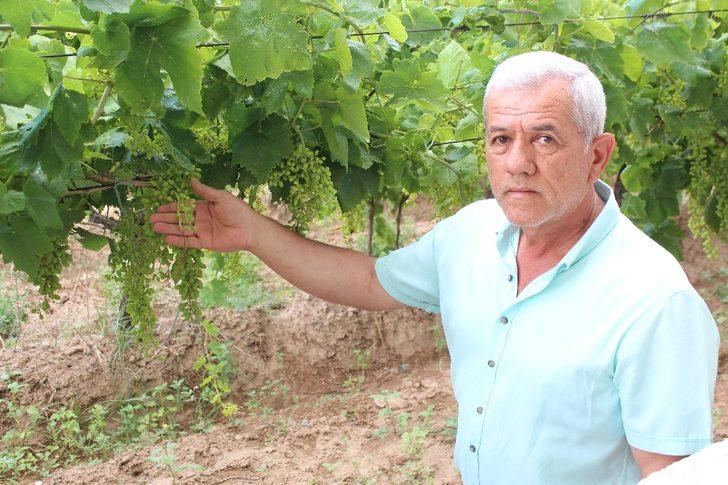 Manisa’da sam rüzgarı bağları vurdu G5