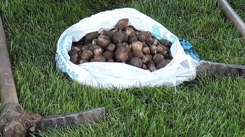 Elazığ’da salep soğanı toplayan 3 kişiye 221 bin TL ceza