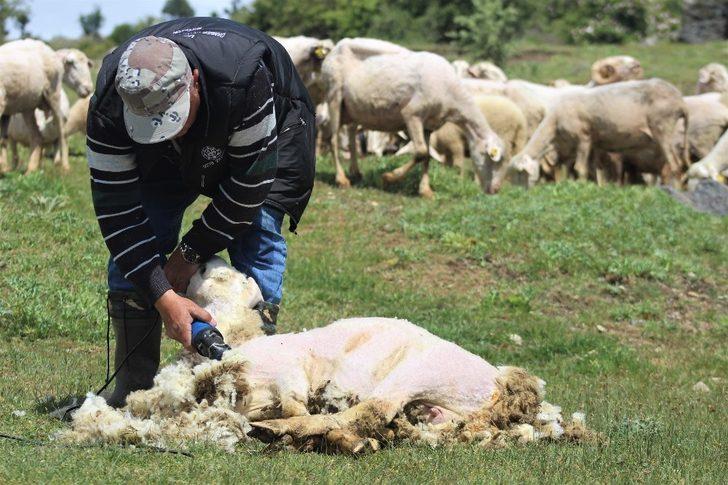 Kırkılan yünler hem çiftçiye hem sanayiciye gelir sağlıyor G1