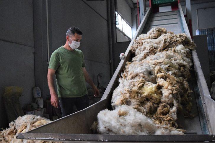 Kırkılan yünler hem çiftçiye hem sanayiciye gelir sağlıyor G3