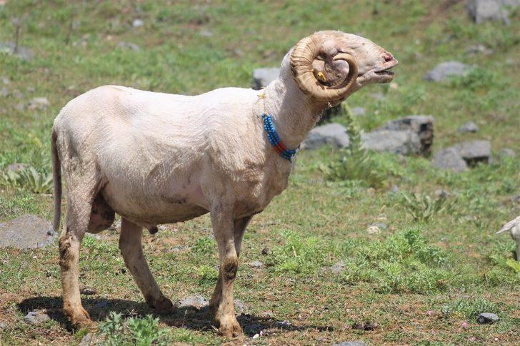 Kırkılan yünler hem çiftçiye hem sanayiciye gelir sağlıyor G5