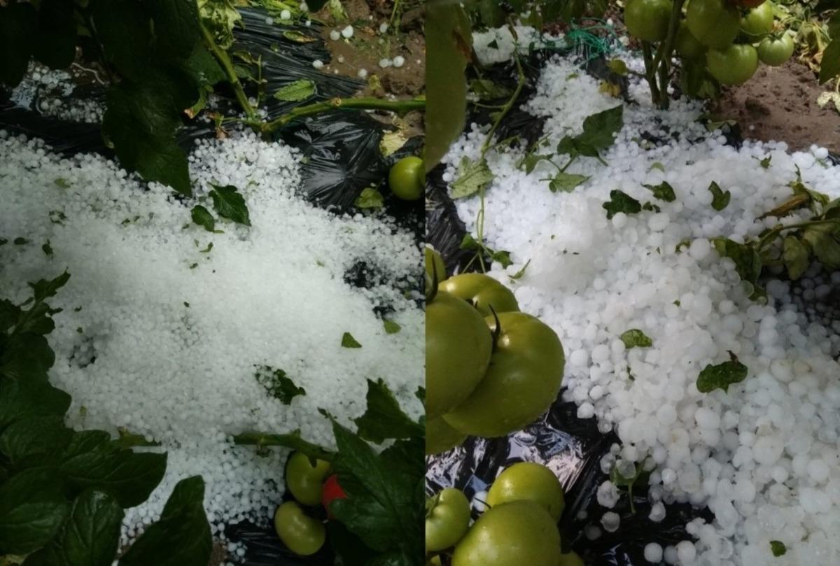 Sağanak ve dolu yağışı tarım arazilerine b&uuml;y&uuml;k zarar verdi