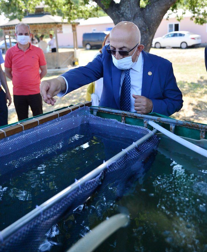 Çanakkale'de 10 bin çipura yavrusu denize bırakıldı G2