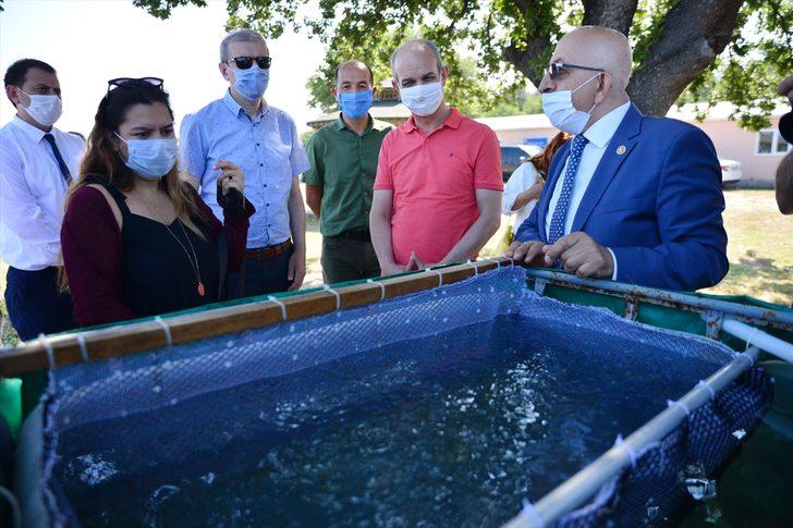 Çanakkale'de 10 bin çipura yavrusu denize bırakıldı G3