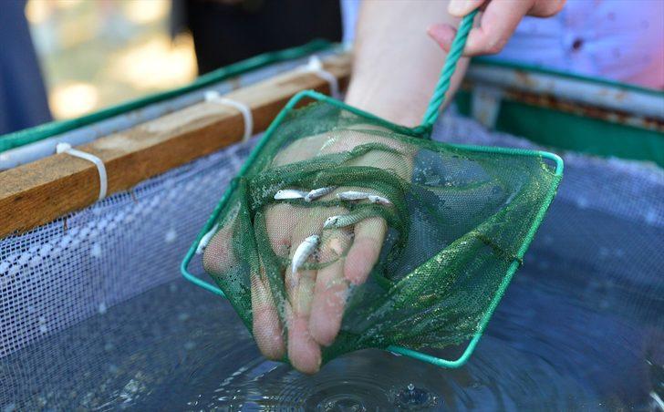 Çanakkale'de 10 bin çipura yavrusu denize bırakıldı G4