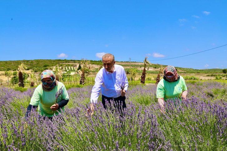 Didim Belediyesi, kurduğu sera ile üretime katkı sunuyor G1