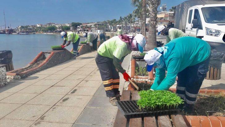 Didim Belediyesi, kurduğu sera ile üretime katkı sunuyor G4