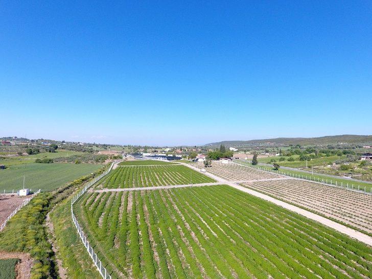 Didim Belediyesi, kurduğu sera ile üretime katkı sunuyor G5