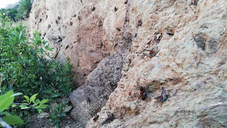 Hakkari'de korkutan çekirge istilası! Aralarında etçiller de var G1