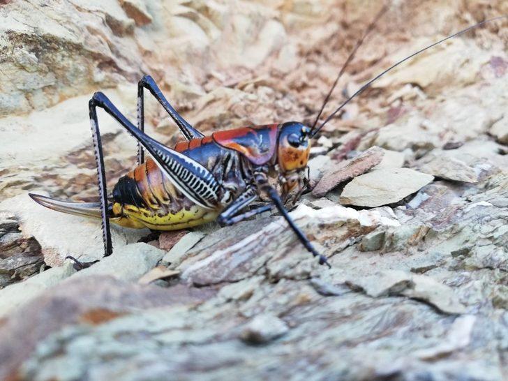 Hakkari'de korkutan çekirge istilası! Aralarında etçiller de var G2