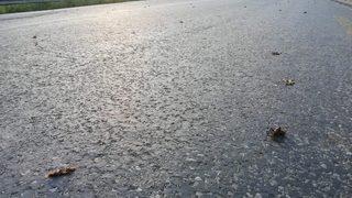 Hakkari'de korkutan çekirge istilası! Aralarında etçiller de var