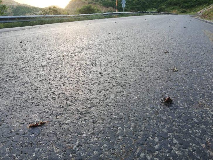 Hakkari'de korkutan çekirge istilası! Aralarında etçiller de var G4