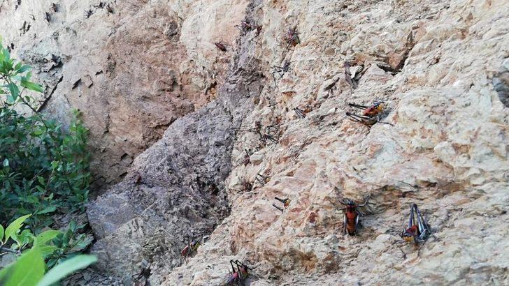 Hakkari'de korkutan çekirge istilası! Aralarında etçiller de var G5