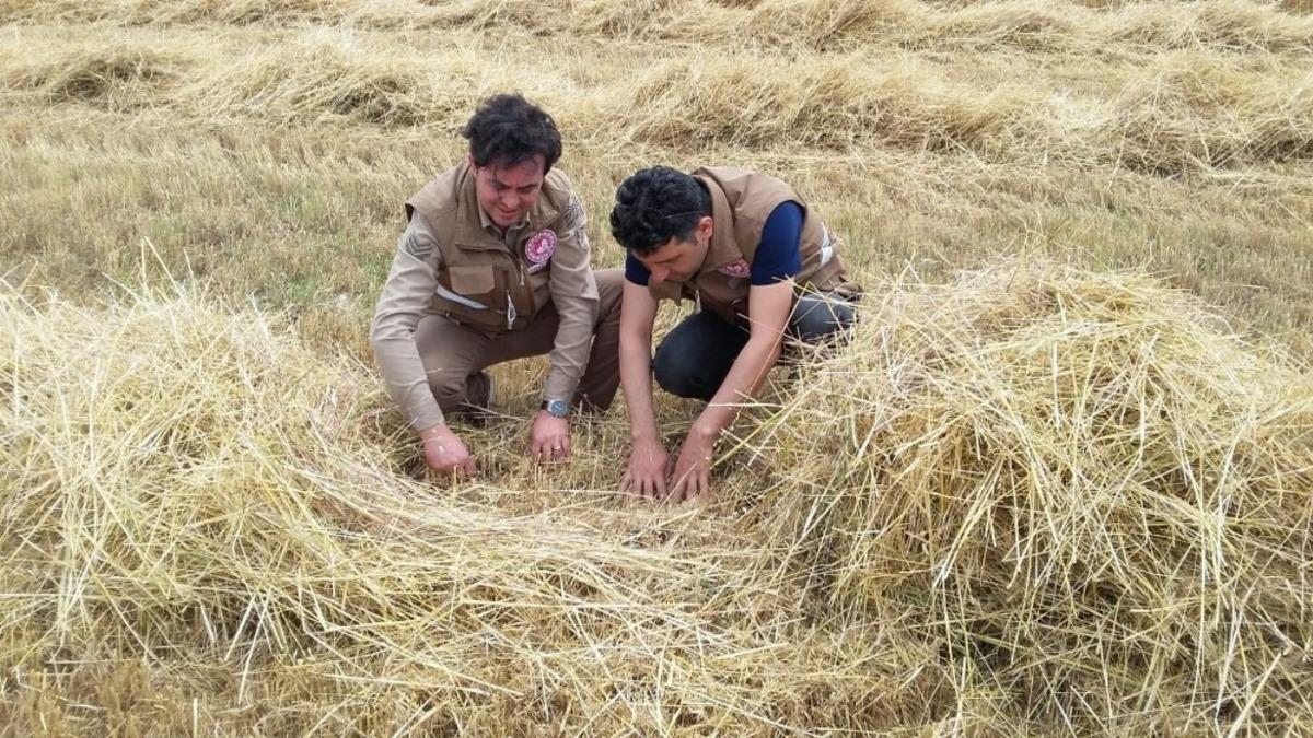 Kula&rsquo;da hububat hasadında dane kaybına karşı denetim