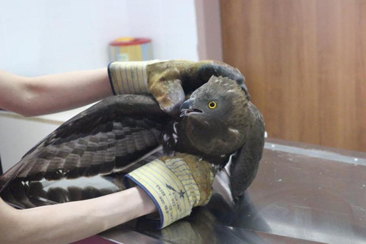 Yaban hayvanları Kars&rsquo;ta şifa buluyor