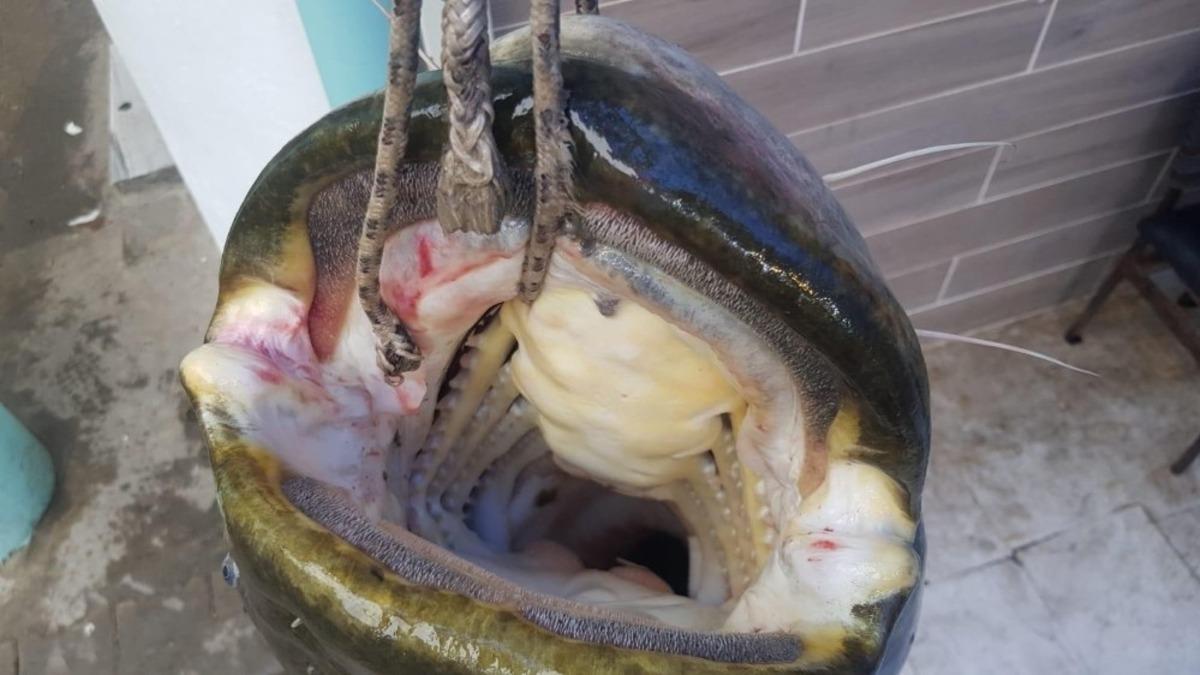 G&ouml;renler şoke oldu... Dev yayın balığı 10 kişi tarafından &ccedil;ekildi