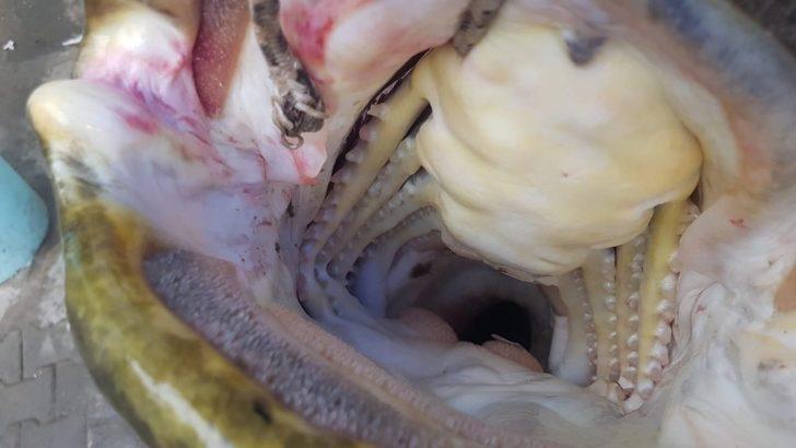 Görenler şoke oldu... Dev yayın balığı 10 kişi tarafından çekildi G2