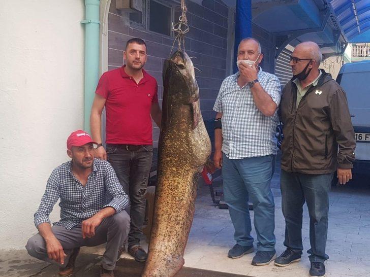 Görenler şoke oldu... Dev yayın balığı 10 kişi tarafından çekildi G3