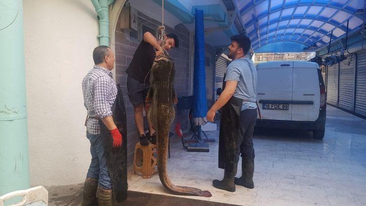 Görenler şoke oldu... Dev yayın balığı 10 kişi tarafından çekildi G4