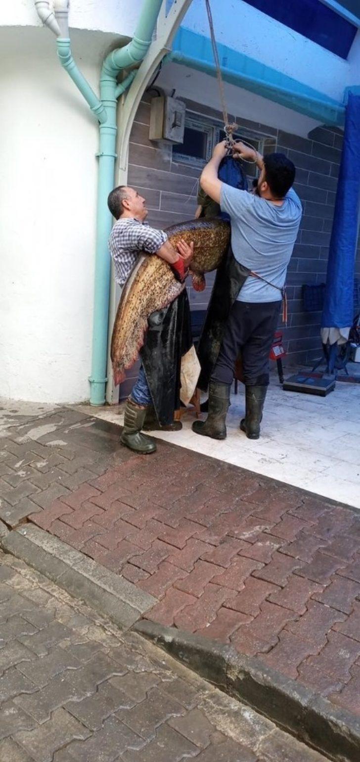 Görenler şoke oldu... Dev yayın balığı 10 kişi tarafından çekildi G5