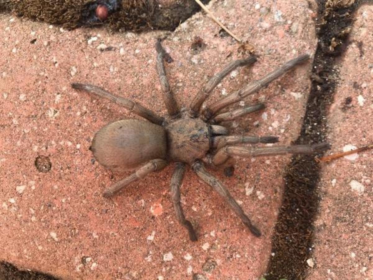 Sık g&ouml;r&uuml;lm&uuml;yor! Dev &ouml;r&uuml;mcek korku ve paniğe yol a&ccedil;tı