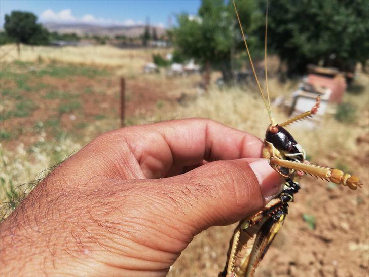 Batman'da görüldü: Geceleri avlanıyorlar G1