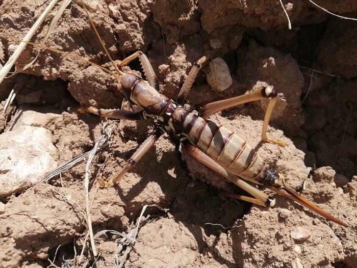 Batman'da görüldü: Geceleri avlanıyorlar G2