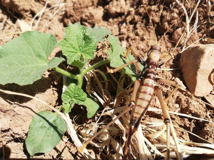 Batman'da görüldü: Geceleri avlanıyorlar G3