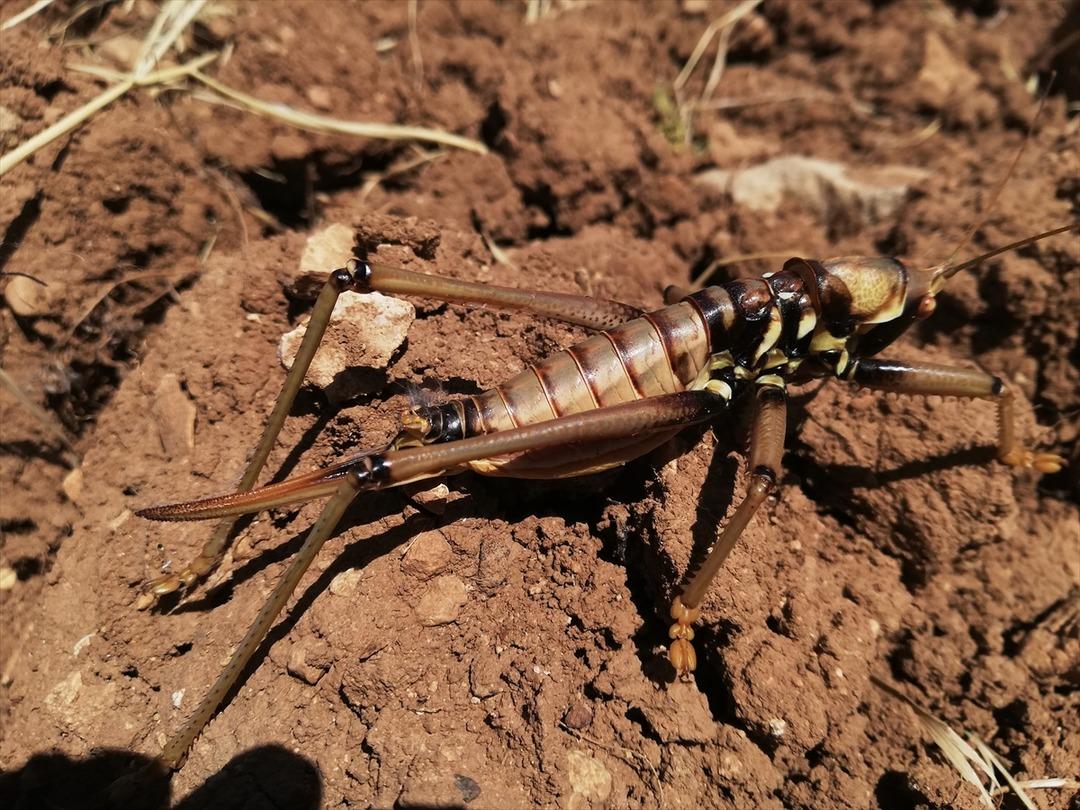 Batman'da g&ouml;r&uuml;ld&uuml;: Geceleri avlanıyorlar