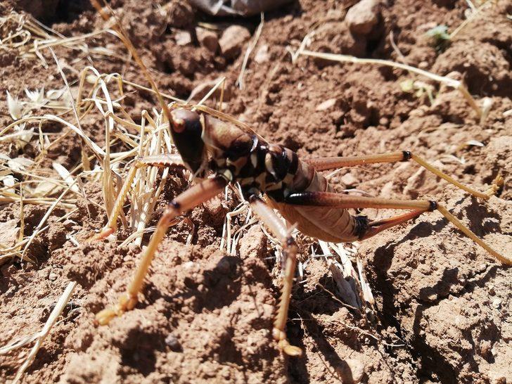 Batman'da görüldü: Geceleri avlanıyorlar G5