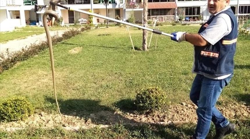 Edirne'de girdiği s&uuml;s havuzundan &ccedil;ıkarılan yılan, doğaya bırakıldı