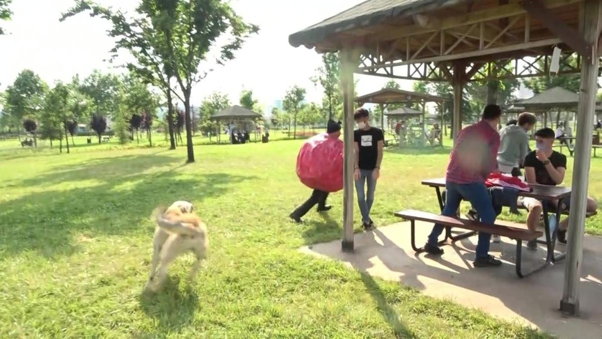 Koronavir&uuml;s kılığına girip farkındalık yaratmak isteyen &uuml;nl&uuml; tiyatrocuyu k&ouml;pek kovaladı