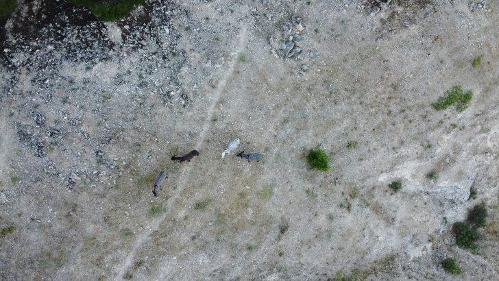 Tekneler ile taşınan eşekler adanın tek sahibi G3